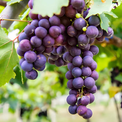 Concord Grape Vine, 1-2 Year Old, Live Grape Fruit Plant Live, Cold Hardy Grape Tree