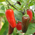 Serrano Pepper Plant Live in 2.5 Inch Pot for Planting Outdoor