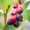 Serviceberry Live Plant, Ornamental Flowering Shrub, 1-2 Feet Tall