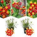2 Tropical Milkweed Plants Live Butterfly Asclepias Tuberosa, Wildflowers Perennial Bush, Swamp Common Plant, 5-9" in Tall, No Pot