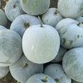 Round Wax Gourd Plant, 4-6" Live Winter Melon Plant in 4 Inch Pot, Squash Gourd Plants Live for Planting Outdoor Garden