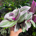 Nanouk Pink Tradescantia Live Plant 2.5 Inches Pot, House Plant, Trailing Plant Live