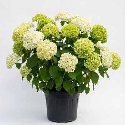 White to Green Hydrangea Live Plant 4" Pot, Hydrangea Shrub Flower Plants for Outdoor or Indoor Planting, Change Color Perennial Plant