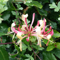 Honeysuckle Vine Plant, Red Honeysuckle Plant 2.5 Inch Pot, Honeysuckle Flower Plant 4 to 6 Inch Tall