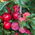 Red Plum Fruit Tree Live Plant, Home Orchard Tree, 3-4 Ft Tall