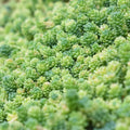 2 Blue Sedum Plants Live for Planting, Sun Succulent Live Plant Creeper 2.5 Inch Pot, Moss Sedum Ground Cover