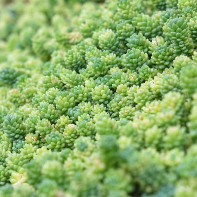 2 Blue Sedum Plants Live for Planting, Sun Succulent Live Plant Creeper 2.5 Inch Pot, Moss Sedum Ground Cover
