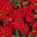 Pack 3 Red Verbena Plants Live Perennial Ground Cover, No Pot, 1-3" in Tall, Can Grow As Trailing Bushes, Spring Flowers