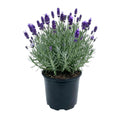 Live Phenomenal Blue Lavender Plant in Quart Pot, Blue Lavender Herb Plant, Fragrant Herb Plants, Perennial Herb for Planting Indoor Outdoor