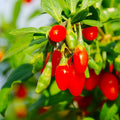 3 Goji Berry Plants Live for Planting, Red Goji Berry Trees Plants Sweet Berry Fruit