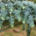 Blue Eucalyptus Plant Live, Live Eucalyptus Plant Indoor, 2.5 Inc Pot