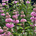 Live Pink Bluebeard Plant Shrub Bush Flower Plant, Caryopteris Plant in 2.5 Inc Pot