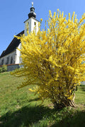 1 Lynwood Gold Forsythia Plant Live, Yellow Forsythia Shrub Golden Bells, in 4" Pot, 6-12" Tall