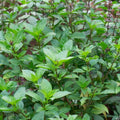 Thai Basil Plant in 4 Inch Pot - 4-6 Inch Tall Herb Plants