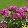 Well-Rooted Hydrangea Live Plant in 2.5 Inch Pot, Hydrangea Tree Shrub Bush Perennial Outdoor Planting (Deep Pink)