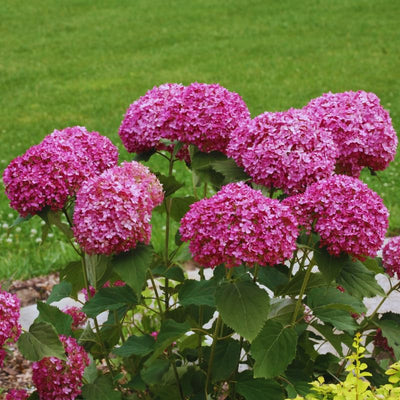 Well-Rooted Hydrangea Live Plant in 2.5 Inch Pot, Hydrangea Tree Shrub Bush Perennial Outdoor Planting (Deep Pink)