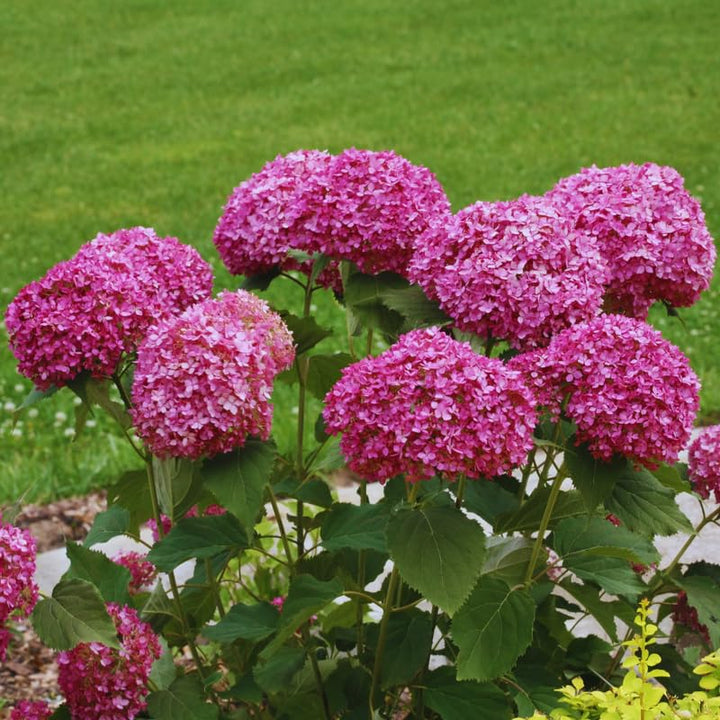 Well-Rooted Hydrangea Live Plant in 2.5 Inch Pot, Hydrangea Tree Shrub Bush Perennial Outdoor Planting (Deep Pink)