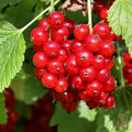 Red Currant Plant Live for Planting, Red Currant Bush 1 Year Old Bare Root, Current Berries Ready to Grow