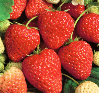 Pack 12 Strawberry Plant Live for Planting Outdoors, Edible Fruits, Large Sweet Fruit, Strawberry Bareroots for Garden, Everbearing Strawberry Plants