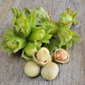 Hazelnut Tree Plant Live, Nut Tree, 1-2 Ft Tall