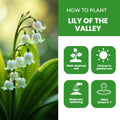 Set 6 Pips White Lily of the Valley Roots, Lily of the Valley Live Plant, White Flower Blooms for Growing
