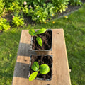 3 Meyer Lemon Trees Live Plants in 4'' Pot, Fragrant Citrus Tree, Hardy and High-Yielding Meyer Lemon Plant for Indoor Outdoor Growing, Ready to Grow, 2-3 Inch Tall