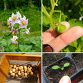 60 Russet Potato Seeds for Growing Outdoors, True Potato Seeds, Heirloom