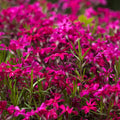 Red Creeping Phlox Plant in Quart Pot, 3-6" Live Garden Phlox Plants, Pink Blooms, Perennial Groundcover