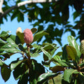 Southern Magnolia Tree Live Plant, Magnolia Plant Live 6 to 12 Inches Tall, White Magnolia Bush Fragrant Magnolia Flowers