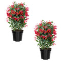 Fragrant Honeysuckle Plants Live Vines, Perennial Lonicera Honeysuckle Plants, 5 to 9 Inches Tall (Major Wheeler)