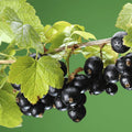 Black Currant Bush Live Plant, Black Currant Plant Live for Planting Sweet Current Shrub 1 Year Old, Currant Berries