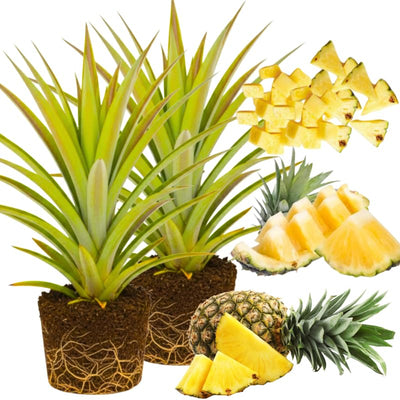 02 Pineapple Plants Live for Outdoor Full Sun Spring Planting, Cold Hardy Fruit Tree Starter from 4-6" in Tall, No Pot (Early Growing Pineapple)