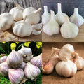 Pack 1 Pound, Mixed Garlic Bulbs for Planting, Hardneck Softneck Garlic Bulbs, for Gardening Outdoors