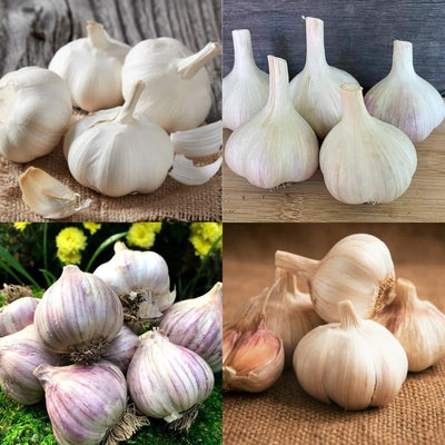 Pack 1 Pound, Mixed Garlic Bulbs for Planting, Hardneck Softneck Garlic Bulbs, for Gardening Outdoors