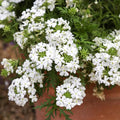 Pack 3 White Verbena Plants Live Perennial Ground Cover, No Pot, 5-9" in Tall, Can Grow As Trailing Bushes, Spring Flowers