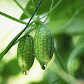 Set 4 Cucamelon Plants Seedlings, Cucamelon Mini Cucumber Live Plant Gardening 3 to 6 Inc Tall Vegetable Plant, Easy to Plant