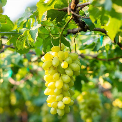 Grape Vine Live Plant 1-2 Year Old, Sweet Grape Plant Live for Growing, Grape Fruit Well Rooted Plant Bareroot (Green Grape)