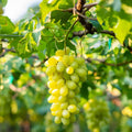 Grape Vine Live Plant 1-2 Year Old, Sweet Grape Plant Live for Growing, Grape Fruit Well Rooted Plant Bareroot (Green Grape)