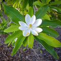 Magnolia Tree Live Plant, Magnolia Flowers Bush, 6-12 Inches Tall, in Pot, Fragrant Magnolia Shrub Ready to Grow (Sweetbay Magnolia)
