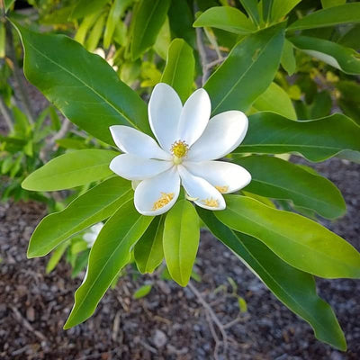 Magnolia Tree Live Plant, Magnolia Flowers Bush, 6-12 Inches Tall, in Pot, Fragrant Magnolia Shrub Ready to Grow (Sweetbay Magnolia)