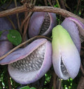 Akebia Quinata Live Plant, Akebia Chocolate Vine for Planting in 2.5 Inches Pot