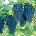 Well Rooted Black Grape Vine Plant, Seedless Black Grape Tree, Fruit Vine Plant Live in 2.5 Inc Pot