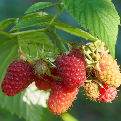 Raspberry Plant Live for Planting 6 to 12 Inch Height, Raspberry Bush Live Plant to Grow, Sweet Raspberries Seedling Outdoor (Everbearing Raspberry)