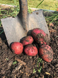 60 Red Potato Seeds for Growing Outdoors, True Potato Seeds Easy to Plant