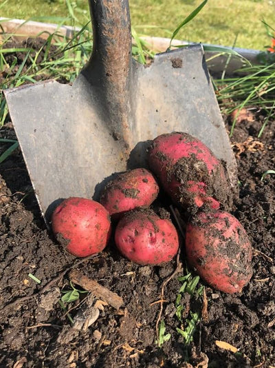 Red Potato Seeds for Planting Outdoors, 60 Seeds True Potato Seeds Growing Potato Seeds