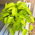 Neon Pothos Live Plant, Live Pothos Plant, Variegated Pothos Plant Live in 4 Inches Pot, Indoor Live House Plant, House Indoor Plant