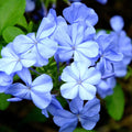 3 Plumbago Plants Live, Plumbago Live Plant, Perennial Flower Gardening for Patio Garden, 3-5'' (Blue)