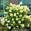 Lime Hydrangea Tree Live Plant, Light Green Change Color Hydrangea Flowers in 4" Pot, for Your Garden, Well Rooted