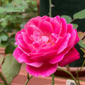 Pink Blossom Climbing Rose Live Plant, Can Grow As Rose Bushes Shrubs, Fragrant Ready to Plant, Starter Size, 5 to 10 Inc Tall, Dormant in Winter