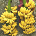 Live Dwarf Cavendish Banana Plant, Dwarf Banana Fruit Plant, Tropical Fruit Tree 4-7 Inch Tall, Ready to Grow, No Pot